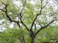 A l'Est de Saint Symphorien  Saule marsault séculaire