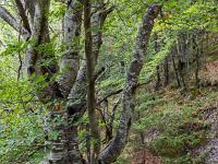 A l'Est de Saint Symphorien  Fayard (Hêtre)