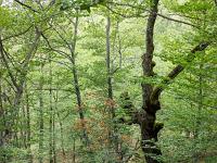 A l'Est de Saint Symphorien  La forêt