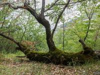 A l'Est de Saint Symphorien  Renaissance d'un chêne blanc