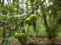 A l'Est de Saint Symphorien  Pommes sauvages