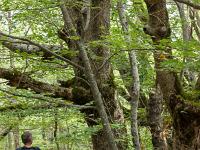 A l'Est de Saint Symphorien  Nous cheminons au milieu d'arbres séculaires