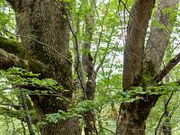A l'Est de Saint Symphorien  Chênes pubescents (ou blancs)