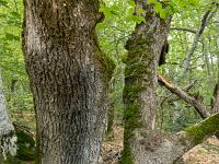 A l'Est de Saint Symphorien  Chênes séculaires