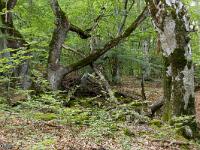 A l'Est de Saint Symphorien  Majestueuse forêt ! ...