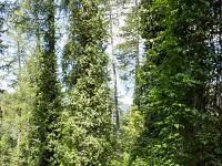 A l'Est de Saint Symphorien  Bois de mélèzes envahis par le lierre