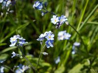 Boucle Esparron-la-Bâtie via le lac des Monges  Myosotis