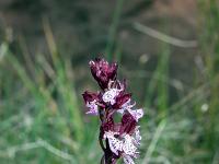 Boucle Esparron-la-Bâtie via le lac des Monges  Orchis