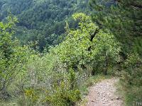 Boucle via le Pas de l'Essaillon  Le sentier et au loin à gauche, la piste ou j'étais précédemment