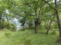 Boucle via le Pas de l'Essaillon  Dans les bois au bord de la falaise. En bas, la vallée du Buech entre Ribiers et Sisteron
