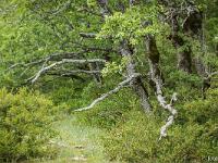 Boucle via le Pas de l'Essaillon  Dans les bois ! ...
