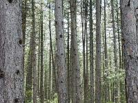 Boucle via le Pas de l'Essaillon  Bois de pin noirs