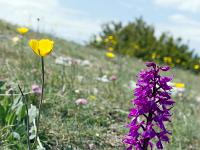Pic et crête de Saint Cyr  Orchidée et Bouton d'Or