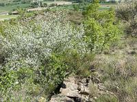 Restanques et enclos  De grosses pierres sont appareillées de part et d'autre et entre celles-ci sont déposées en comblement des pierres de tout-venant plus petites