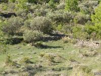 Restanques et enclos  Mur d'enclos et restanques. On voit les oliviers qui subsistent nombreux