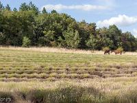 Les Romeyères  Lavandes et chevaux