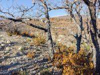 Chemin d'Aubard  Sur le GR ...