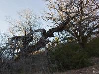 Chemin d'Aubard  En endroit à l'ubac ou l'on trouve quelques arbres séculaires 4/4