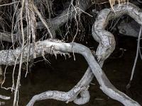 Le Sasse  Racines en bordure du torrent