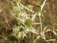 Sisteron - Le Collet  Chardon-Roland - Eryngium campestre - Famille des Apiacées