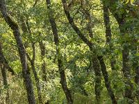 Sisteron - Le Collet  Le sentier en sous-bois au Nord du plateau du Collet