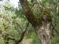 Sisteron - Le Collet  Le sentier en sous-bois au Nord du plateau du Collet