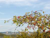 Sisteron - Le Collet  Quelques graines pour les oiseaux ! ...