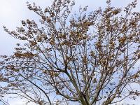 Sisteron  Arbre au plan d'eau