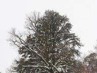 Sisteron sous la neige  Avenue Alsace-Lorraine