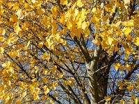 Petite promenade sisteronaise  Couleurs d'automne
