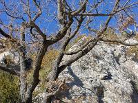 Sisteron - Route Napoléon  Chêne et roche en bordure de la route