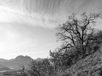 Sisteron - Soleillet / Buech  Ici se trouvent de majestueux chênes blancs. Au loin la montagne de l'Ubac et à droite la Crête de l'Ane. En bas la vallée du Buech entre Sisteron et Ribiers - Version monochrome