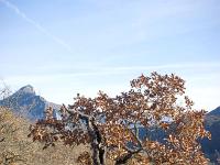 Sisteron - Soleillet / Buech  Chêne blanc. A gauche la montagne de la Baume