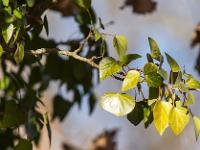 Sisteron - Soleillet / Buech  Feuilles de Lierre