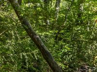 Sous-bois à l'ubac de Lure  Sous-bois vers Font Reine et le ravin du Grand Vallon