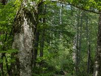 Sous-bois à l'ubac de Lure  Sous-bois vers Font Reine et le ravin du Grand Vallon