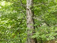 Sous-bois à l'ubac de Lure  Nous sommes ici plus au Nord au niveau du ravin de combe du Bouire. Nous montons sur environ 2 km pour rejoindre un amas rocheux sous la falaise