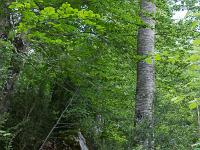 Sous-bois à l'ubac de Lure  Ici aussi beaucoup des hêtres