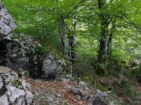 Sous-bois à l'ubac de Lure  Ce n'est ici que roches enchevêtrées entre lesquelles poussent d'énormes hêtres (ou fayards)