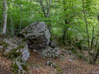 Sous-bois à l'ubac de Lure  Suivent quelques vues de ce sous-bois intact depuis des siècles ! ...