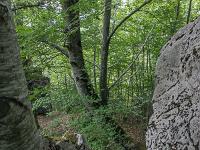Sous-bois à l'ubac de Lure