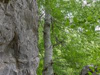Sous-bois à l'ubac de Lure