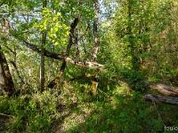 Sous-bois