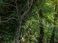 Sous-bois