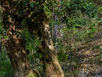 Sous-bois
