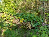Sous-bois