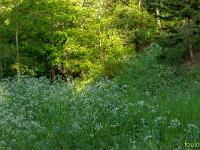 Sous-bois