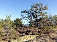 Serre d'Autruy - St André de Rosans  On y trouve également, sur la périphérie moins érodée du plateau, des étendues de bruyère, comme ici