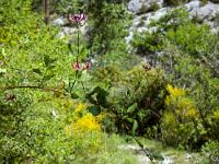 Tour de la Baume  Chévrefeuille, plante de la famille des caprifoliacées, en train d'éclore