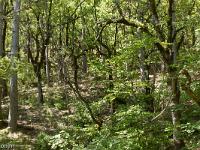Tour de la Baume  Me voici dans la forêt. J'attaque la montée très raide